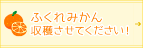 ふくれみかん収穫させてください！